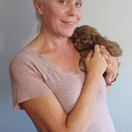 Aussiedoodle, Bernedoodle, Poodle, Shihpoo, and Shih Tzu Puppies from Route 66 Poodles & Doodles, Sapphire Shih-tzu's of Ohio