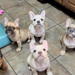French Bulldog Puppies from Lola’s Frenchies