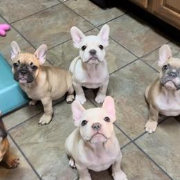 French Bulldog Puppies from Lola’s Frenchies