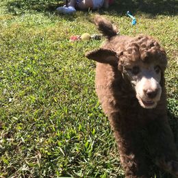 Poodle Puppies from Silberhund's Poodles