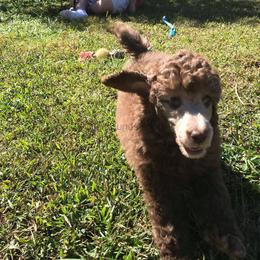 Poodle Puppies from Silberhund's Poodles