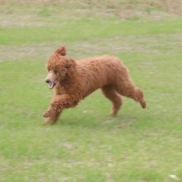 Darling - Goldendoodle