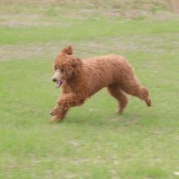 Darling - Goldendoodle