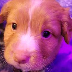 Nova Scotia Duck Tolling Retriever Puppies from Sundance Tollers