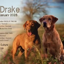 Labrador Retriever puppies from Gochee Labs