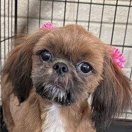 Cinnamon - Shih Tzu
