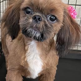 Cinnamon - Shih Tzu