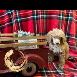 French Vanilla - Apricot Poodle puppy in Buckhorn, Kentucky from Abner Farm’s Poodles