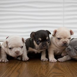 French Bulldog Puppies from Bully Snob
