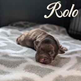 Rolo - Chocolate male Havanese puppy in Moulton, Alabama from LaBeouf Havanese’s