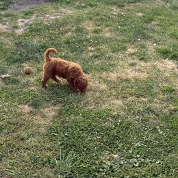 Poodle Puppies from Lisa Riley