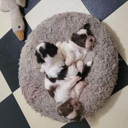 Thatcher - Liver and white male Shih Tzu puppy in Newport, Arkansas from Gina's Lil Zues and Yorkies Kennel