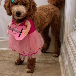 Goldendoodle All Grown Up from Smoodles