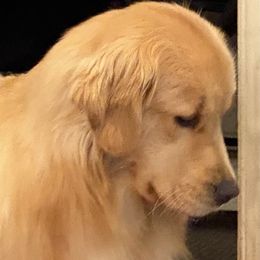 Wendy - Golden Retriever