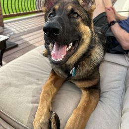 German Shepherd Puppies from Shepherds of the Hundred Acres