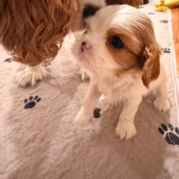 Frankie - Blenheim male Cavalier King Charles Spaniel puppy in North Carolina from Waggin Tails