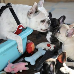 French Bulldog Puppies from Camp Fine Frenchies