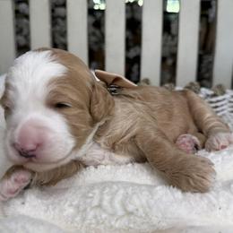 Cream-nemo - Red male Bernedoodle puppy in Yuciapa, California from AlltheDoodlez_
