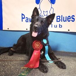 Nugget  - German Shepherd