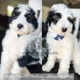 Dachshund, Goldendoodle, and Sheepadoodle Puppies from Doodles & Doxies