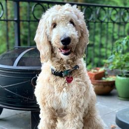 Rhea - Goldendoodle
