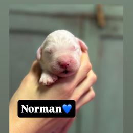 Norman - Gray and white male Old English Sheepdog puppy in Bristol, Indiana from Ridgeruns OES