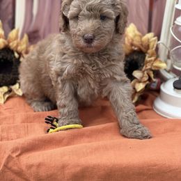 Goldendoodle Puppies from Smiths Doodles