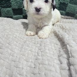 Boy 2 - White male Cavapoo puppy in Bloomfield, Iowa from Schooley Doodles