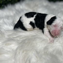 Maui - Black and white male Sheepadoodle puppy in Los Angeles, California from Exquisite Doodles