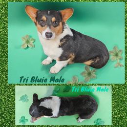 Tri Bluie Male 2 - Blue Pembroke Welsh Corgi puppy in Unicoi, Tennessee from Unaka Mountain Corgis