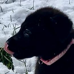 German Shepherd Puppies from Shadow Wraith German Shepherds