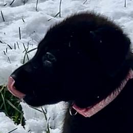 German Shepherd Puppies from Shadow Wraith German Shepherds