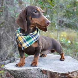 Dr. Dre - Dachshund