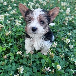 Owen - Tan and white male Yorkshire Terrier puppy in Bolton, Connecticut from Elle Yorkies