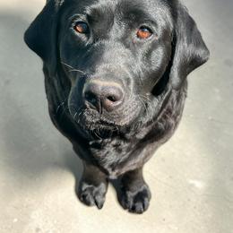 Laverne - Labrador Retriever