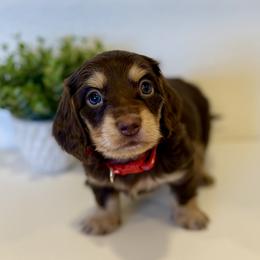 Johnny - Chocolate and cream male Dachshund puppy in Fort Gibson, Oklahoma from Cooper’s Dachshunds