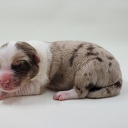 Australian Shepherd Puppies from Happy Aussie Kennels