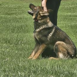Mylo - German Shepherd