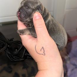 Black - Black and tan male French Bulldog puppy in Plainview, Texas from The Kings Ransom French Bulldogs