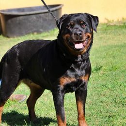 Ess - Rottweiler