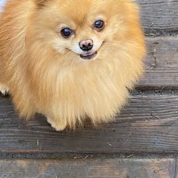 Parker - Pomeranian