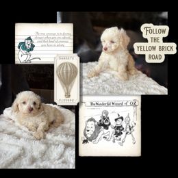 Poodle Puppies from Emerald City Poodles & Doodles