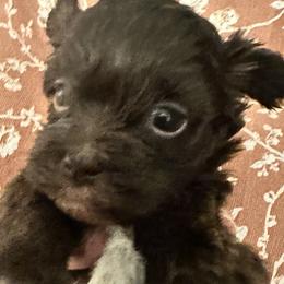 Holiday - Chocolate female Havanese puppy in Arizona from HavaDoggie