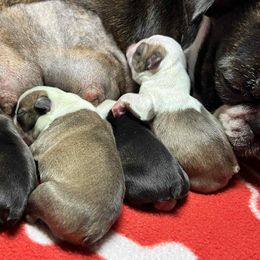 Girl 2 - Black and white female Boston Terrier puppy in North Central, Vermont from Windy Valley’s Bostons