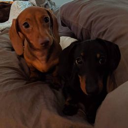 Dachshunds from Moondox Dachshunds