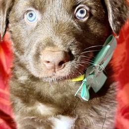 Val - Red tri-color male Australian Shepherd puppy in Az, Yuma, Arizona from The Southern Dog