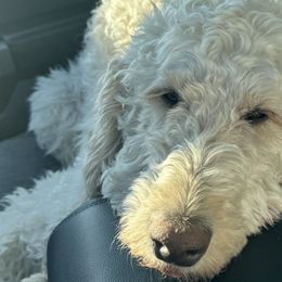 Goldendoodles from Goff’s Goldens