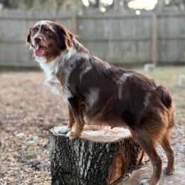 Birdie - Miniature Australian Shepherd
