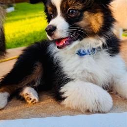 Blk Tri boy - Black tri male Toy Australian Shepherd puppy in Oklahoma City, Oklahoma from Faith River Aussies