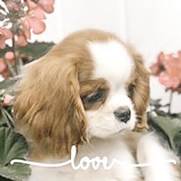 Cavalier King Charles Spaniel Puppies from Evera True Spaniels by Michele True
